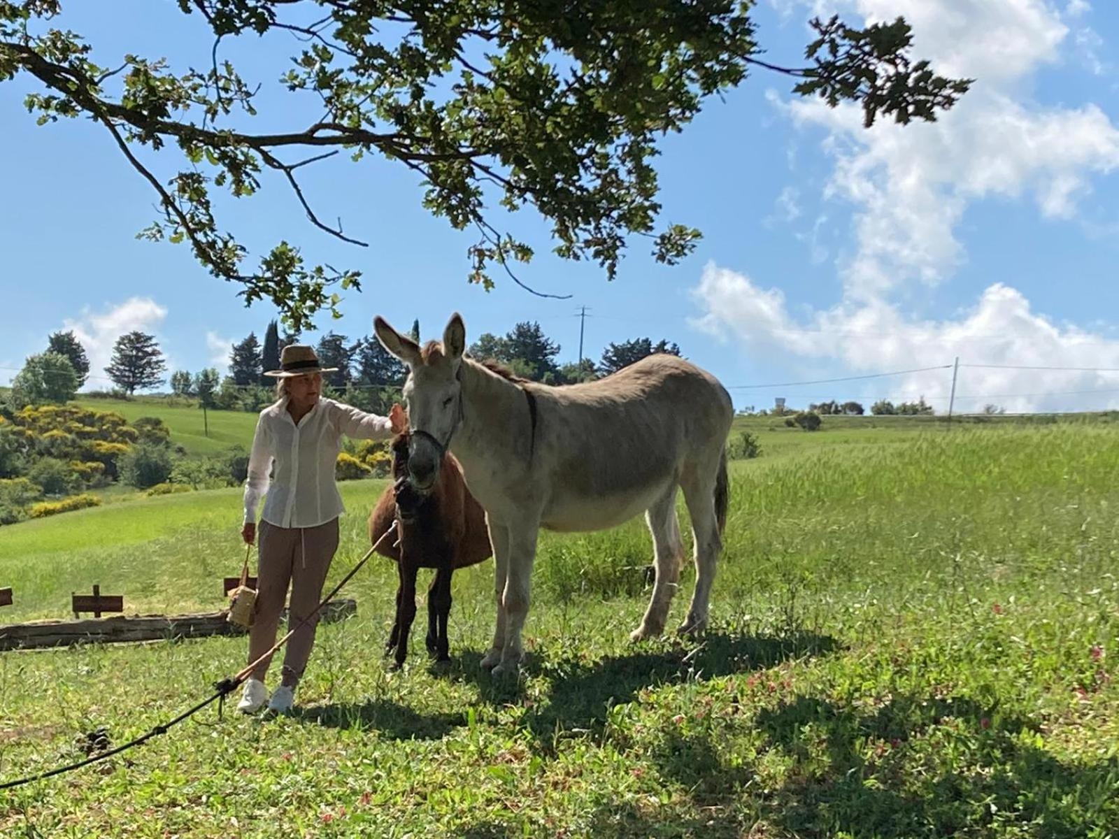 Agriturismo Selvella ラディコーファニ エクステリア 写真